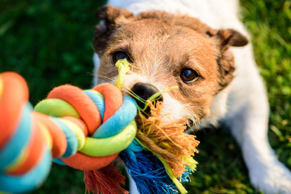 A brown and white dog yanking on a thick, multi-colored rope toy with grass in the background